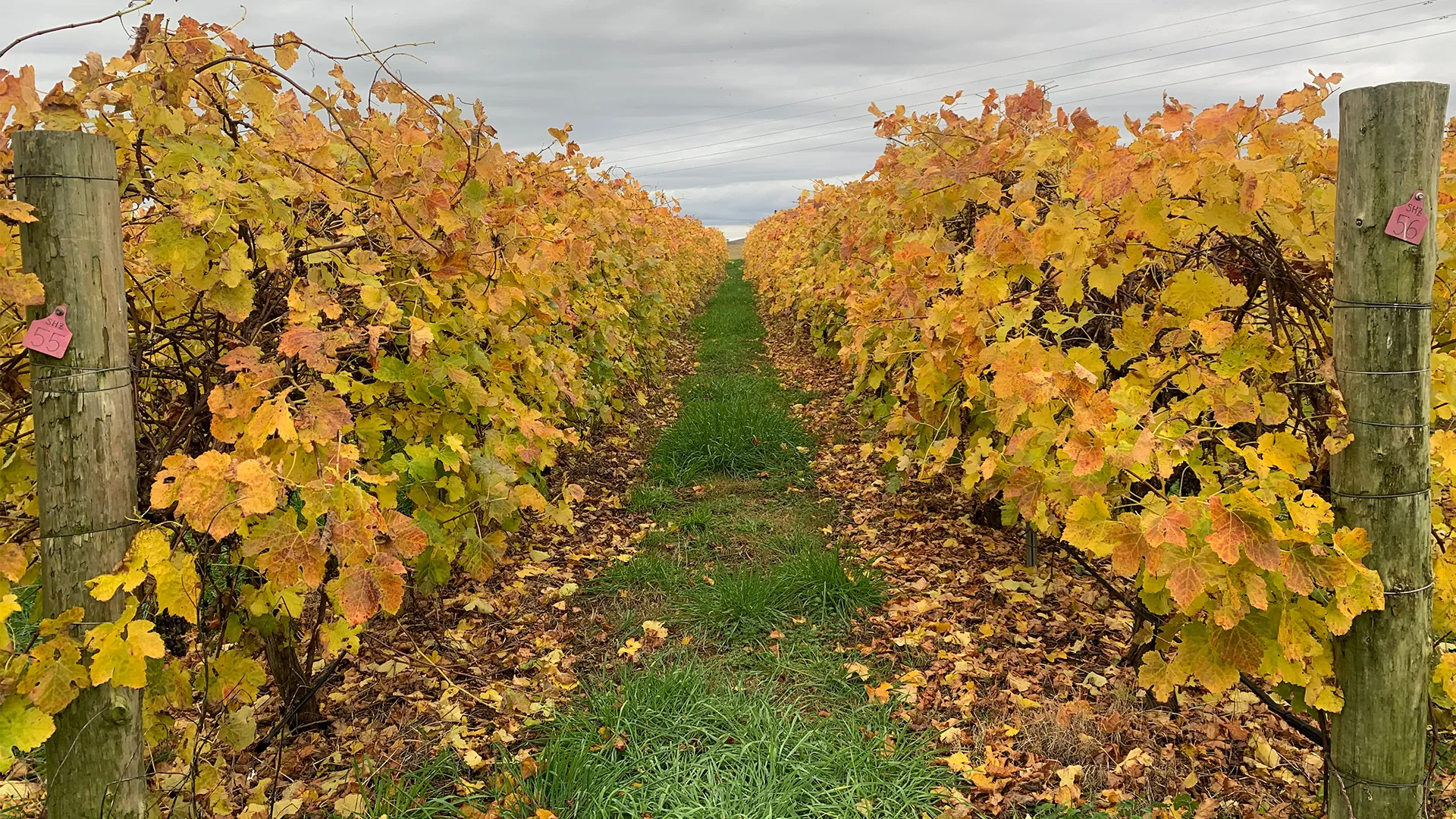 Τα αμπέλια Shiraz στο Lark Hill Winery