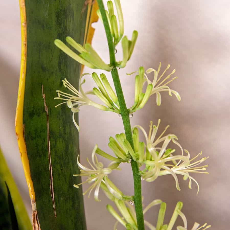187282-ttlid-794-making-your-snake-plant-bloom-t1